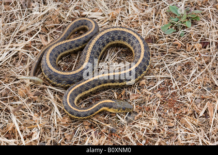 Pacific Coast Aquatic Garter Snake Thamnophis atratus atratus Pacific Coast Aquatic Garter Snake Thamnophis atratus atratus