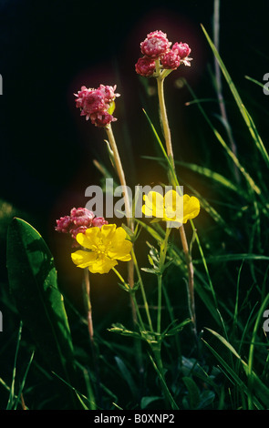 Goldilocks buttercup / Ranunculus auricomus Stock Photo