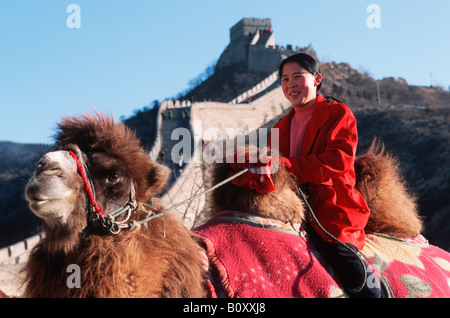 Bactrian camel, two-humped camel (Camelus bactrianus), camel at the Great Wall in China, China Stock Photo