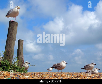 herring gull (Larus argentatus), pack of seagulls waiting for tourists with fish and chips, Germany Stock Photo