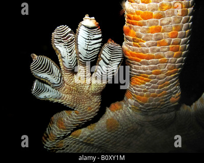 tokay gecko, tokee (Gekko gecko), Gecko foot and colourful tail Stock Photo