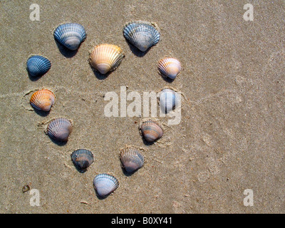 common cockle, common European cockle, edible cockle (Cerastoderma edule, Cardium edule), Heart of mussels at the beach, German Stock Photo