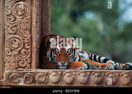 Bengal tiger (Panthera tigris tigris), lying on wall Stock Photo