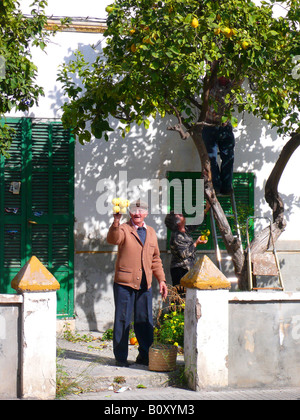 lemon (Citrus limon), family harvesting lemons in front yard of their house, Spain, Majorca, Alcudia Stock Photo