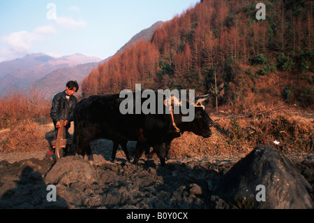 farmer plowing with bullock in the Wolong Valley, China, Himalaya Stock Photo