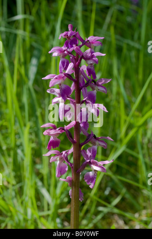 Loose-Flowered Orchid - Orchis laxiflora, France. Stock Photo