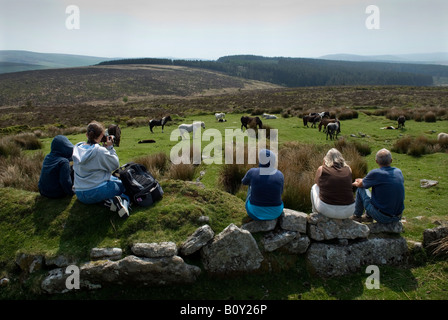 A family Watch wild Dartmoor Hill Ponies and their Foals near Postbridge on Dartmoor Devon Britain in the May spring sunshine Stock Photo