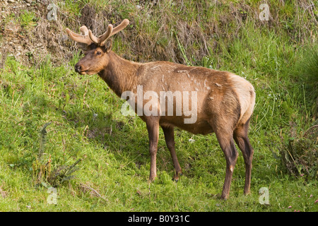 Roosevelt Elk, Cervus canadensis roosevelti Stock Photo