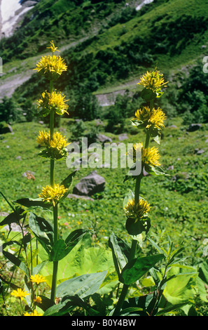 great yellow gentian / Gentiana lutea Stock Photo