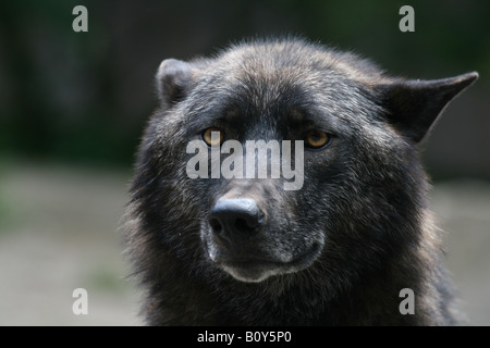black Mackenzie Valley Wolf or Alaskan Timber Wolf - Canis lupus occidentalis Stock Photo