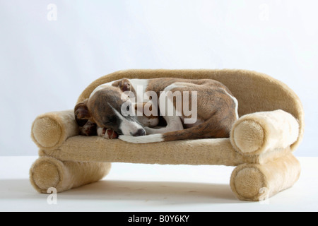 Whippet puppy 11 weeks Stock Photo