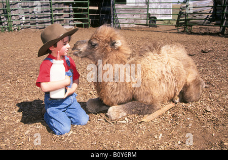 A young farm boy prepares to feed his baby camel