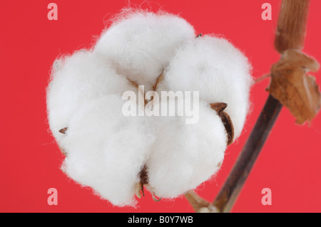 Cotton boll stem (Gossypium) close-up Stock Photo