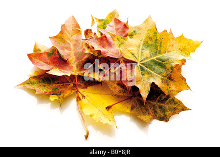 Autumn colored maple leaves Stock Photo