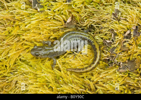 Long toed salamander Ambystoma macrodactylum Willamette Valley Oregon United States Stock Photo