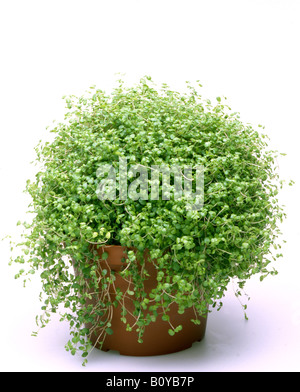 Angels'Tears, Baby's Tears (Soleirolia soleirolii), potted plant Stock ...