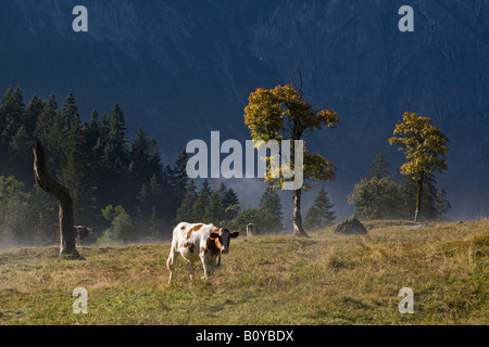 Austria, Tirol, Karwendel, Cows on meadow Stock Photo