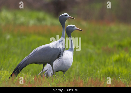 stanley crane, blue crane (Anthropoides paradisea), pair, South Africa, Cape Province Stock Photo