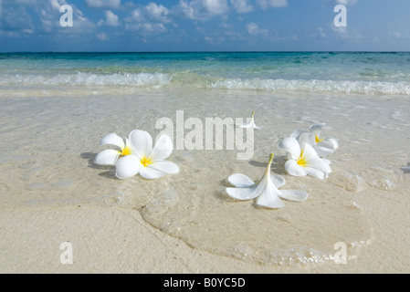 Maledives, Gan, Flowers on the beach