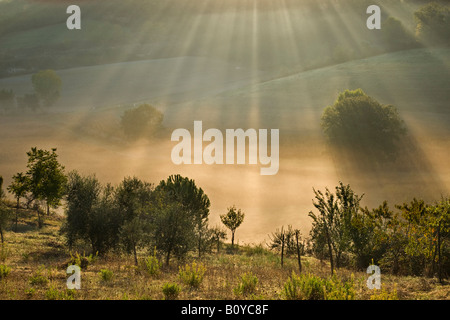 Italy, Tuscany, Olive trees in morning mist Stock Photo