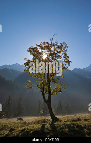 Austria, Tirol, Karwendel, Field maple tree Stock Photo