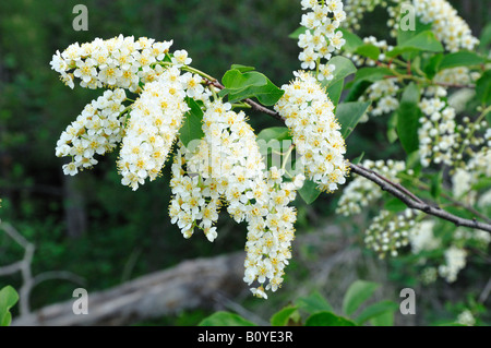 Chokecherry in bloom Kalamalka Lake Provincial Park near Vernon British Columbia Stock Photo