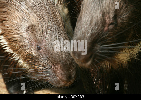 African porcupine, crested porcupine (Hystrix cristata), portrait of two individuals Stock Photo