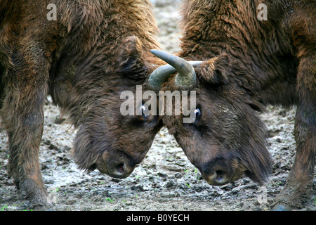 European bison, wisent (Bison bonasus), young individuals, fight for hierarchy Stock Photo