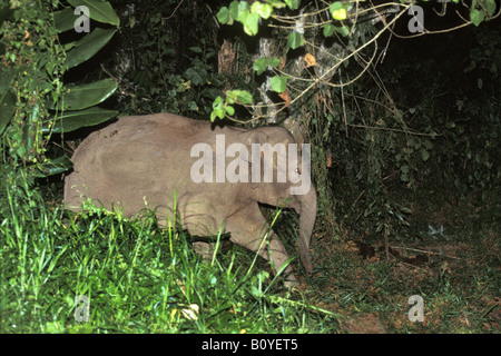 Bornes Dwarf Elephant (Elephas maximus borneensis), new discovered subspecies, Indonesia, Borneo Stock Photo