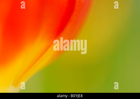Tulip (Tulipa), close up Stock Photo