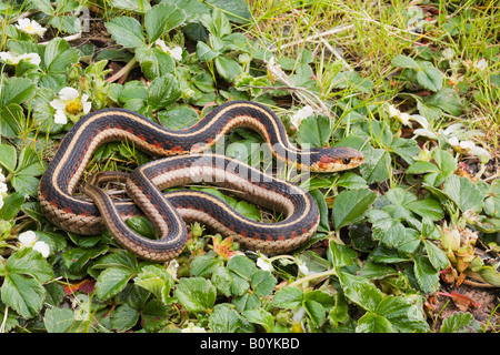 California Red sided Garter Snake Thamnophis sirtalis infernalis Northern California United States