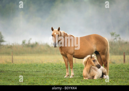 Haflinger horse and foal standing in pasture Stock Photo