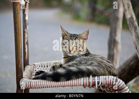 Cat lying on chair, portrait Stock Photo