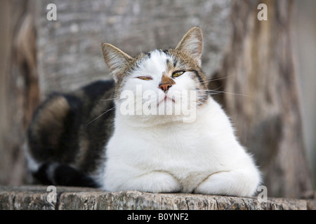 Cat, portrait Stock Photo