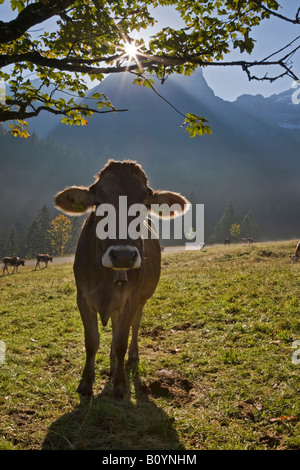 Austria, Tirol, Karwendel, Cows on meadow Stock Photo