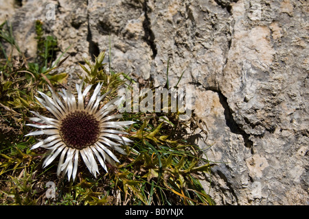 Austria, Tirol, Stemless Carline Thistle ((Carlina acaulis) , close-up Stock Photo