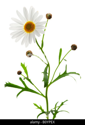 bouquet of garden flowers isolated on white background Stock Photo - Alamy