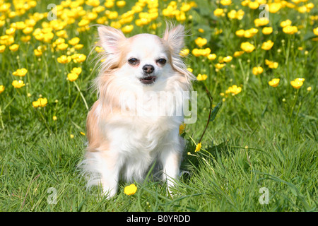 Chihuahua longhaired Stock Photo