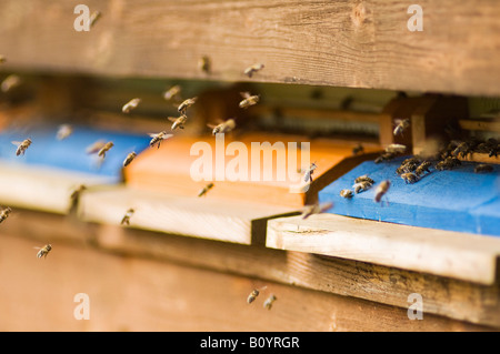 Honeybee hives (Apis mellifera) Stock Photo