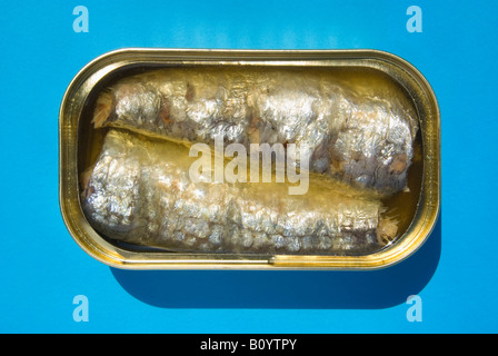 Open tin of sardines, elevated view Stock Photo