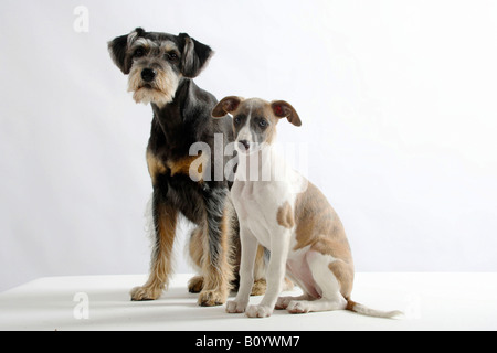 Mixed Breed Dog and Whippet puppy 11 weeks Stock Photo