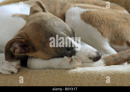 Whippet puppy 11 weeks Stock Photo