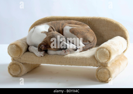 Whippet puppy 11 weeks Stock Photo