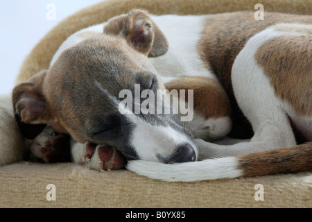 Whippet puppy 11 weeks Stock Photo