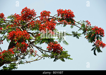 Delonix Regia (Royal Poinciana). Flame Tree in Mindelo, Såo Vicente, Cape Verde Islands. Stock Photo