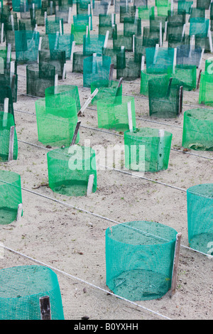 Turtle Hatchery On Turtle Island, Sabah, Malaysian Borneo Stock Photo