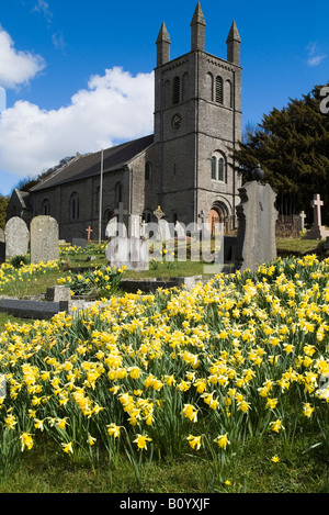 dh Wye Valley POWYS WALES St Peter church graveyard and welsh daffodils spring uk flowers daffodills britain Stock Photo