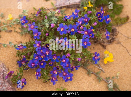 Flowers growing at beach,Portugal,Europe Stock Photo