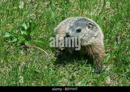 Young Groundhog Woodchuck Marmota monax eating dandelions Eastern United States Stock Photo