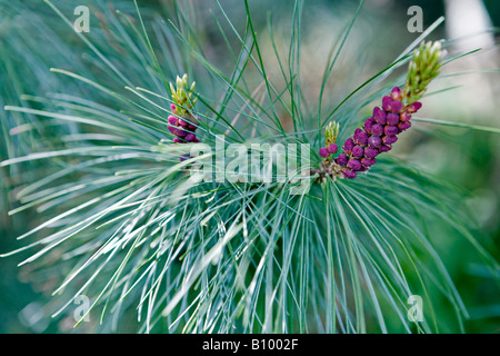 Pine blossom Pinus cembra Stock Photo